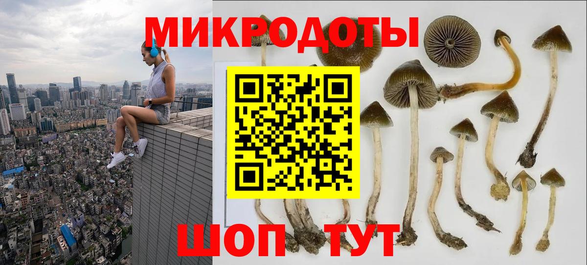 Галлюциногенные грибы Psilocybine cubensis Можайск